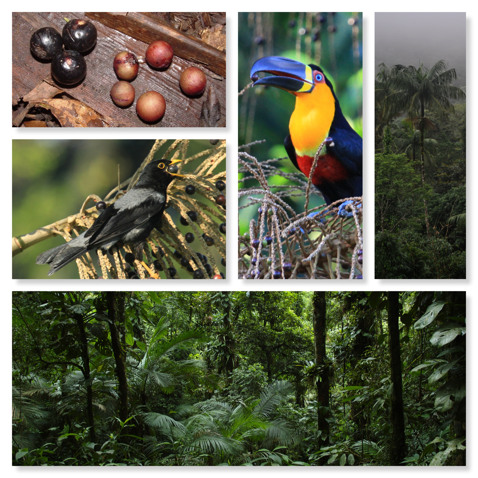 Palmito_collage
