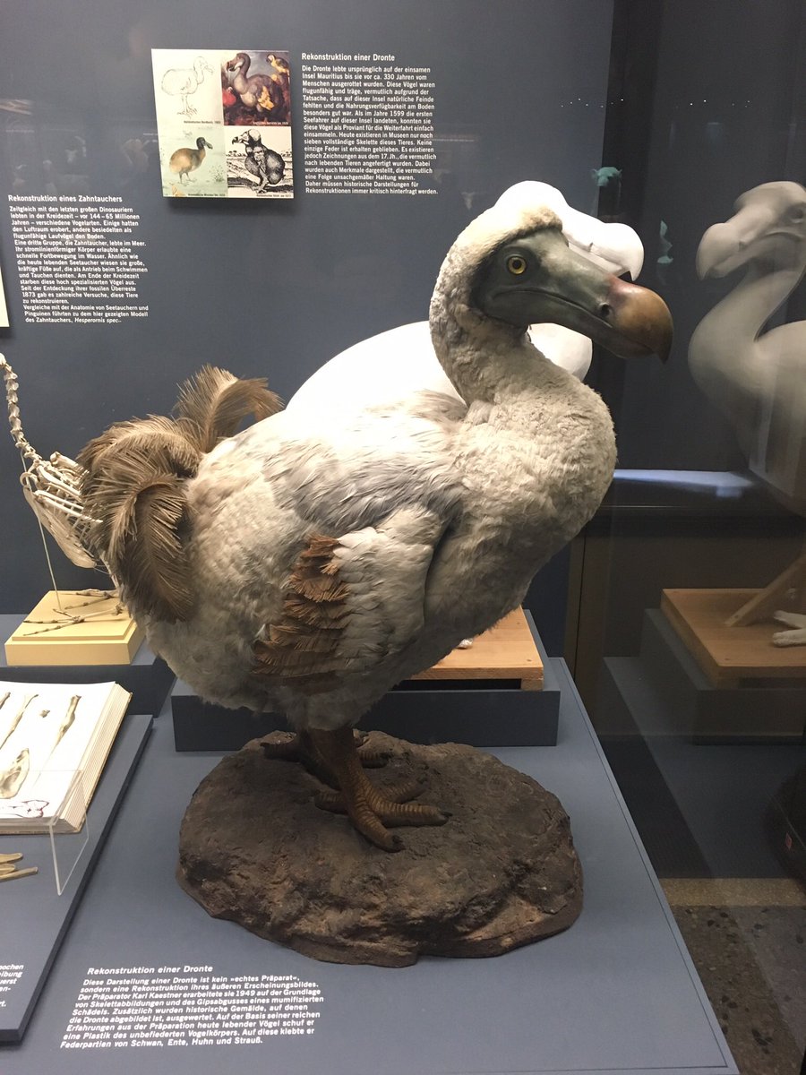Dodo, Raphus cucullatus -Museum fur Naturkunde, Berlin, Germany .