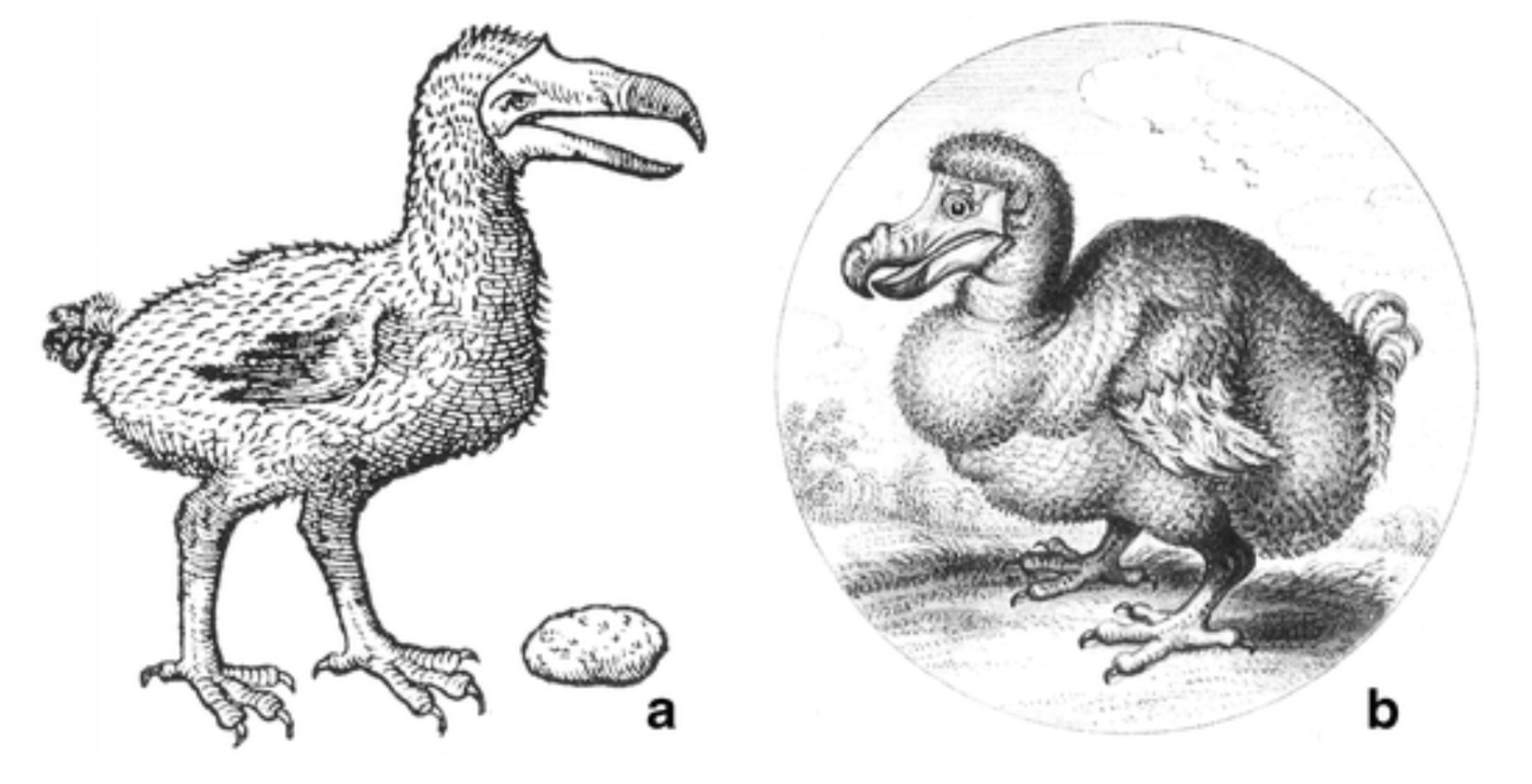 Dodo XVII century drawings