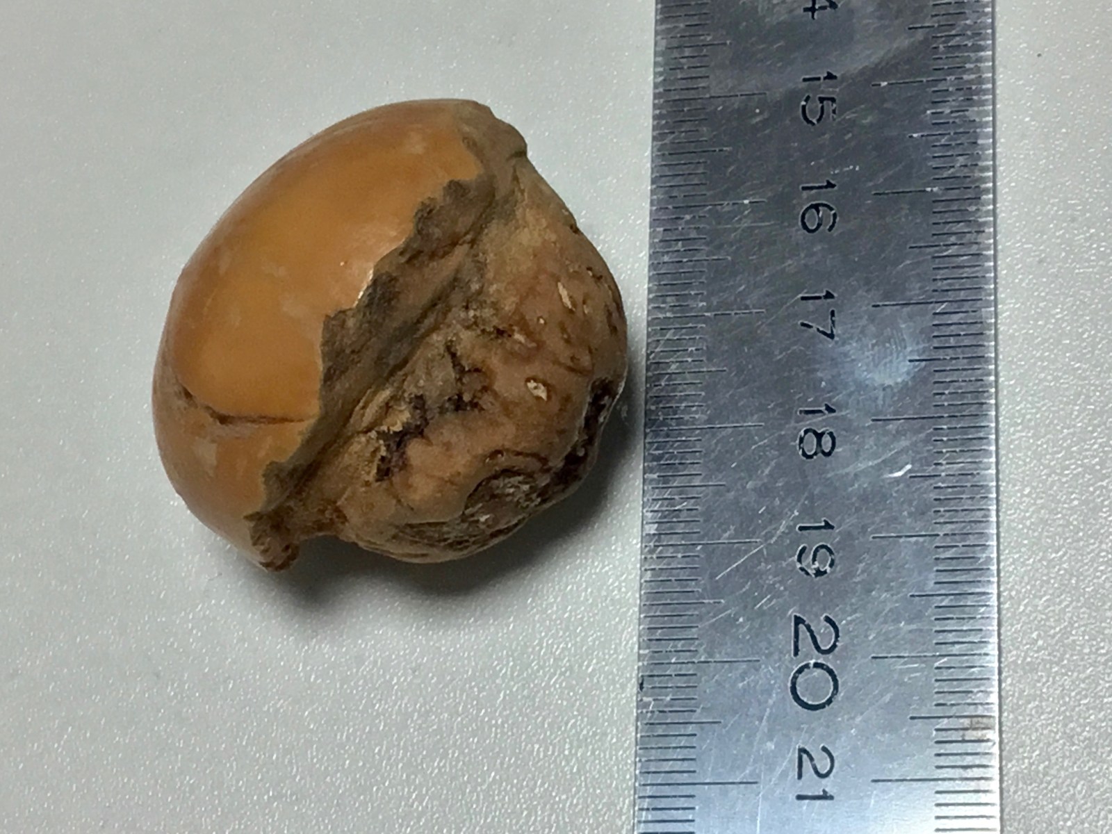 Tambalocoque seed