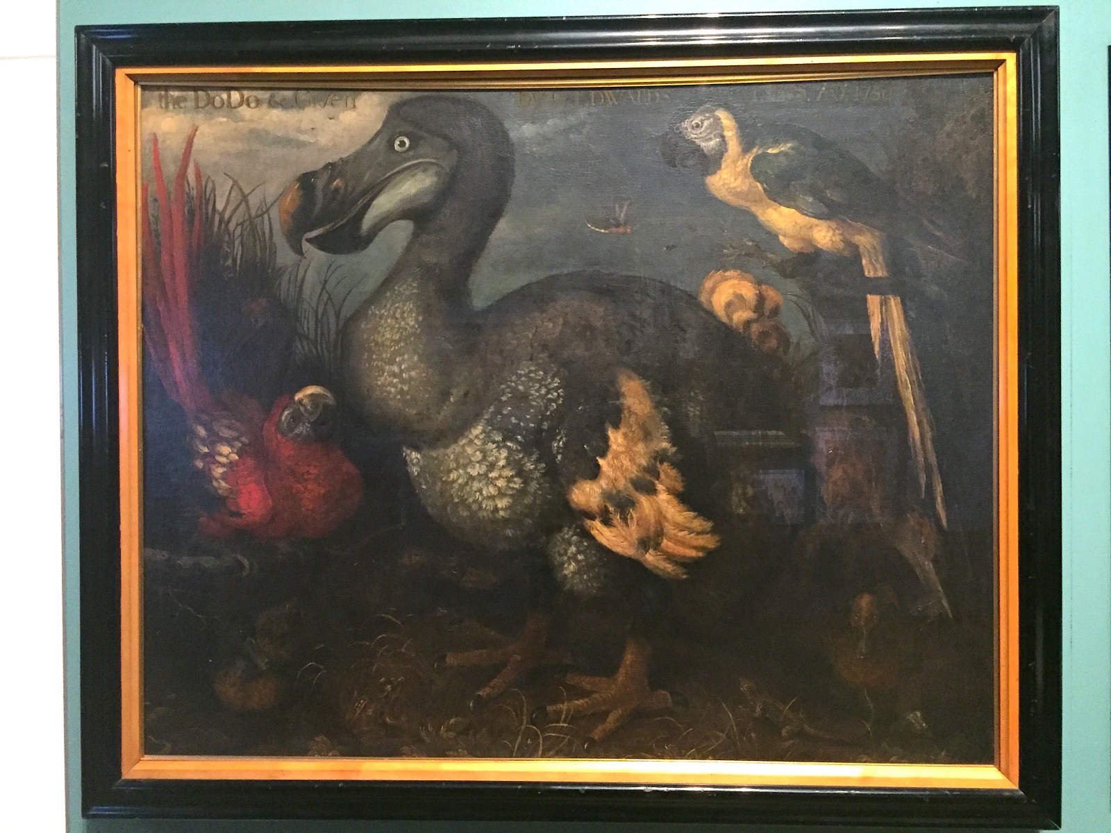 Dodo, Raphus cucullatus