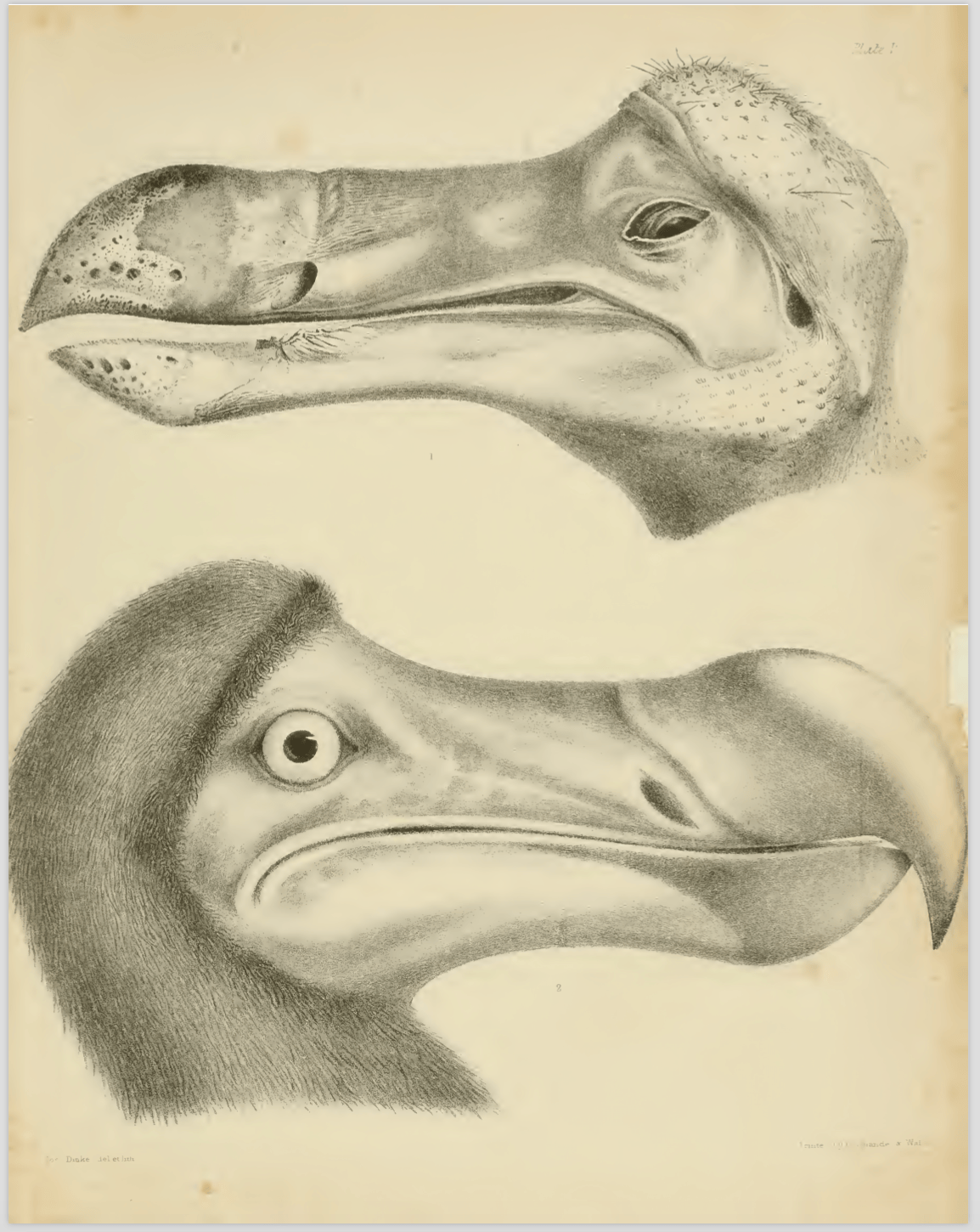 Strickland & Melville (1848) Plate I. View of the dodo head, Oxford University specimen.