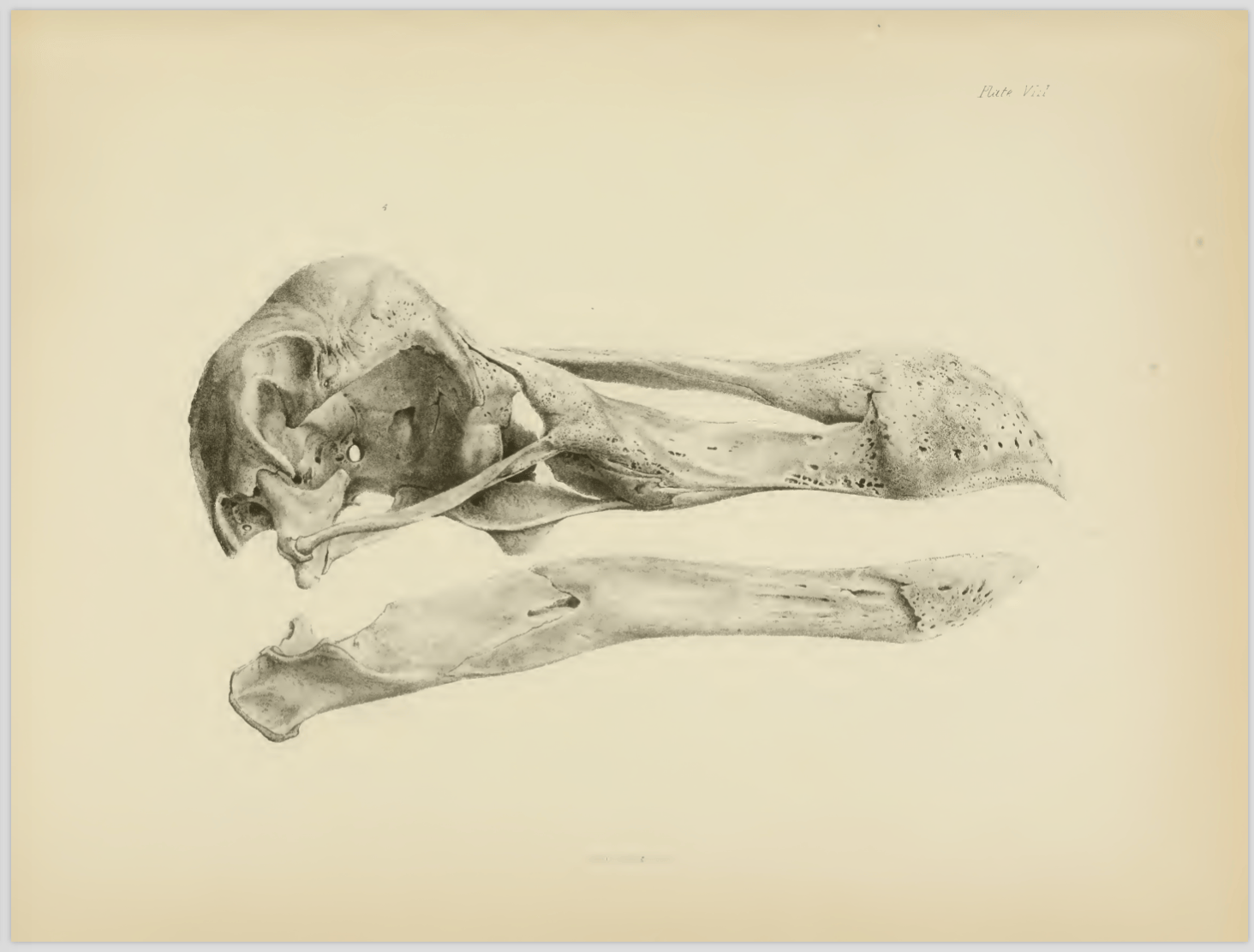 Strickland & Melville (1848) Plate III.