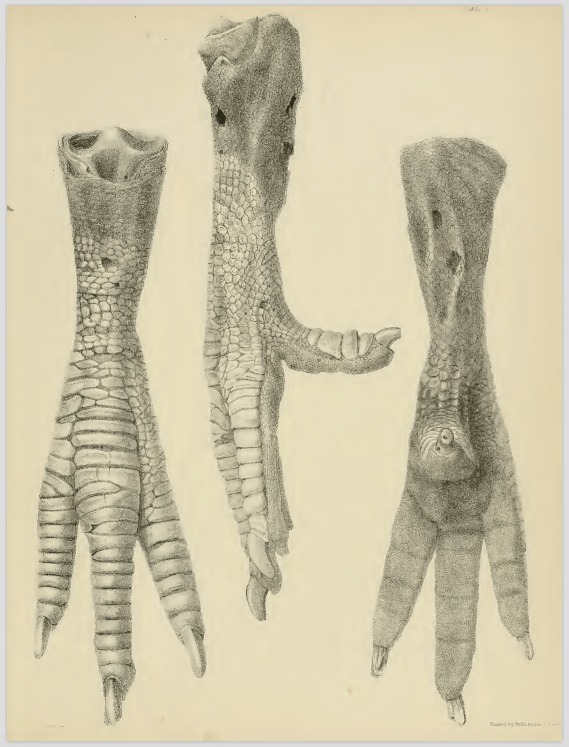 Strickland & Melville (1848) Plate VI.