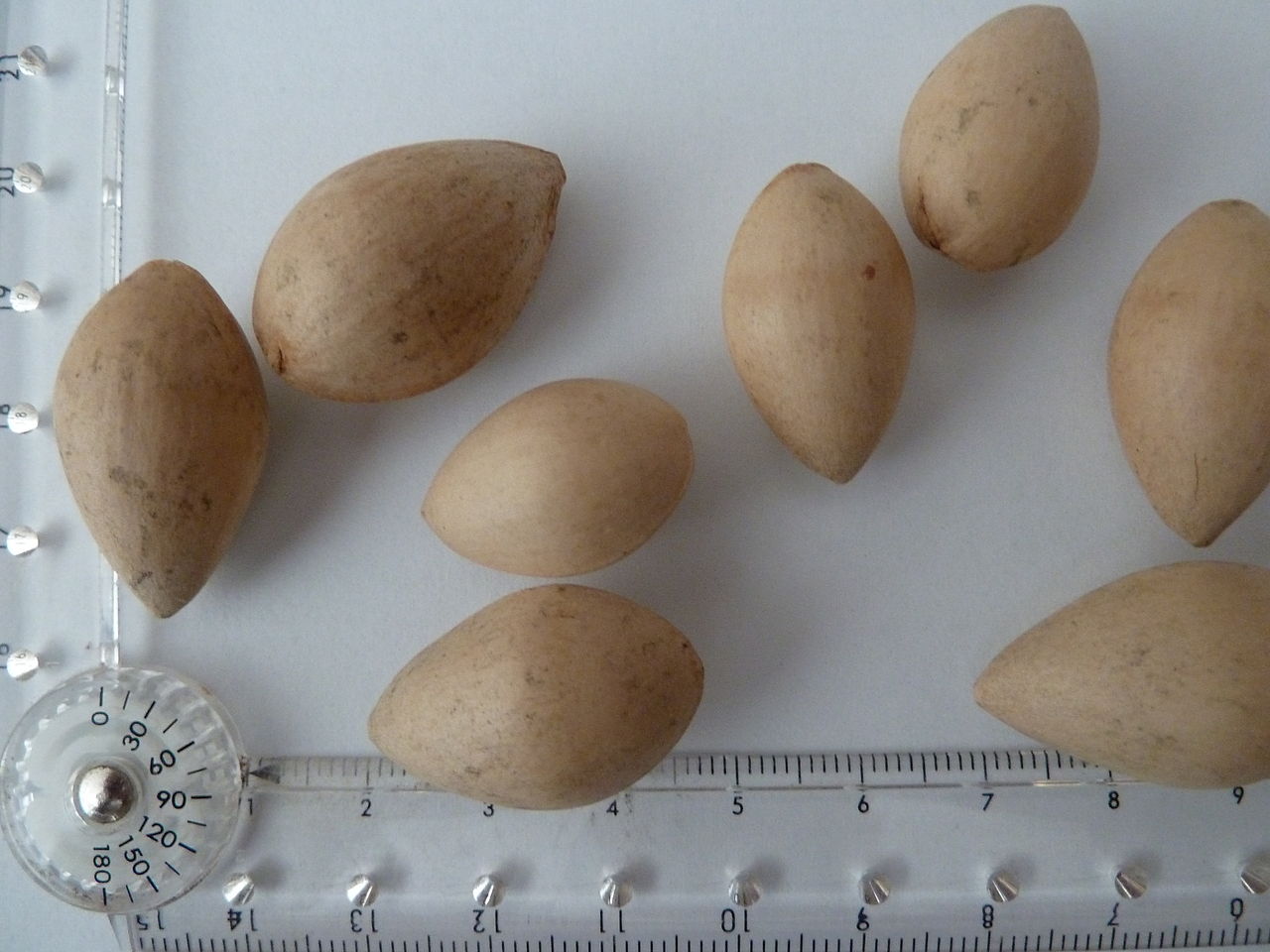 Ginkgo "seeds".
