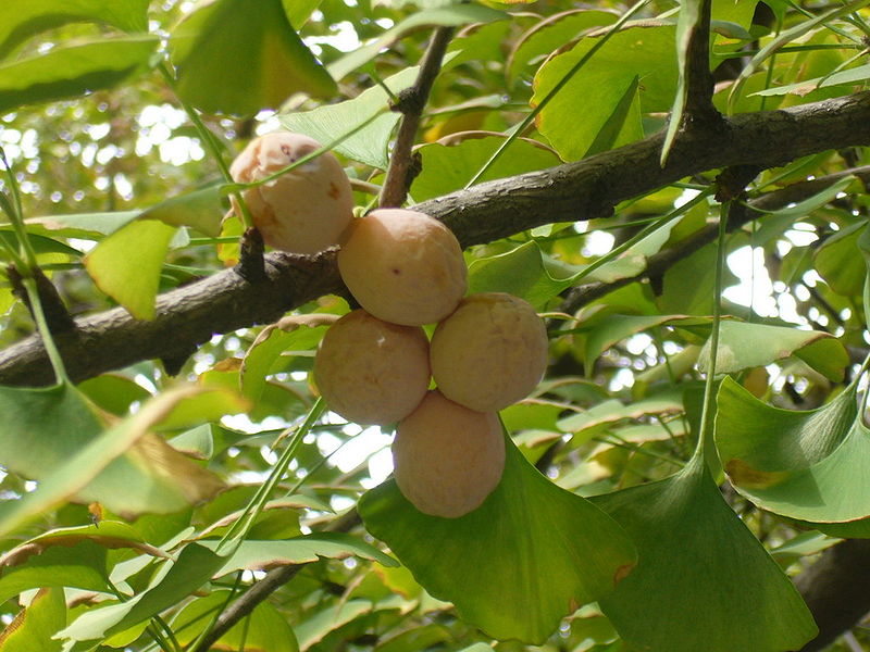 Ginkgo fruits.