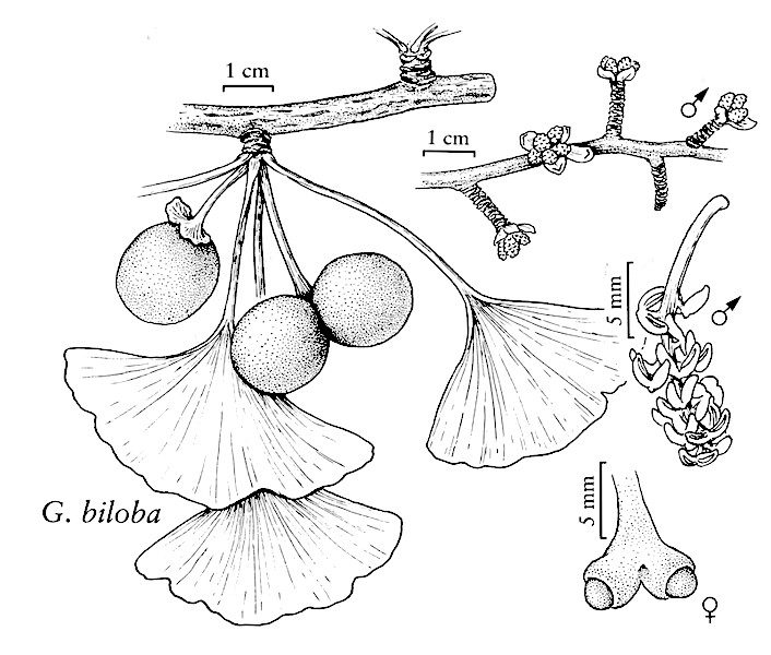 gbiloba