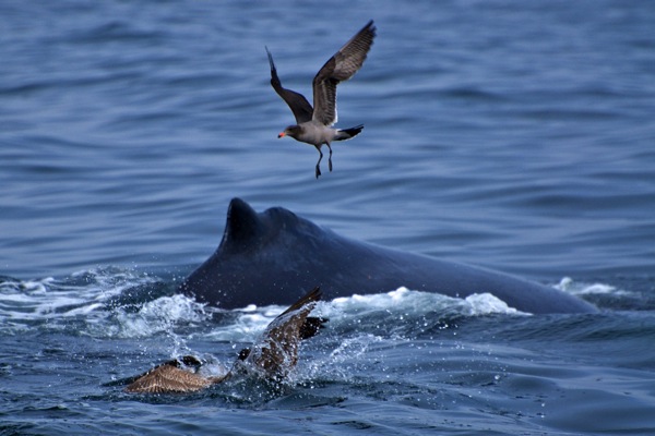 Heermann s gull Larus heermanni 2cyw with Humpback whale
