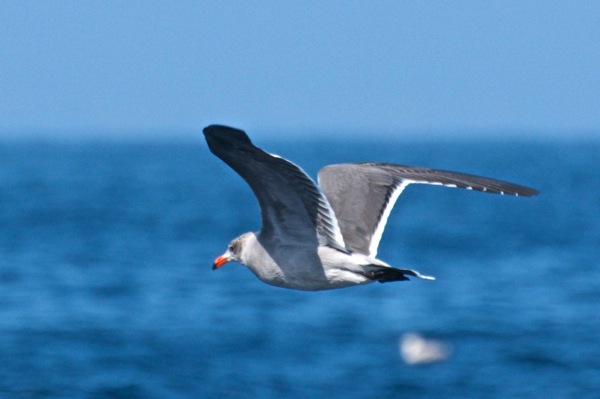 Heermann s gull Larus heermanni Ad 2