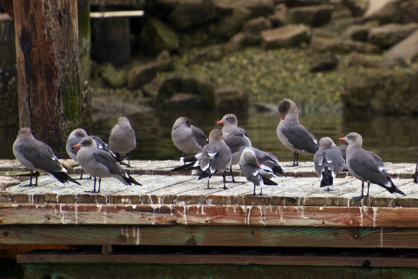 Heermann s gull Larus heermanni1
