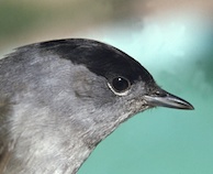 Sylvia atricapilla