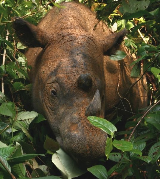 537px-sumatran_rhinoceros_way_kambas_2008_crop