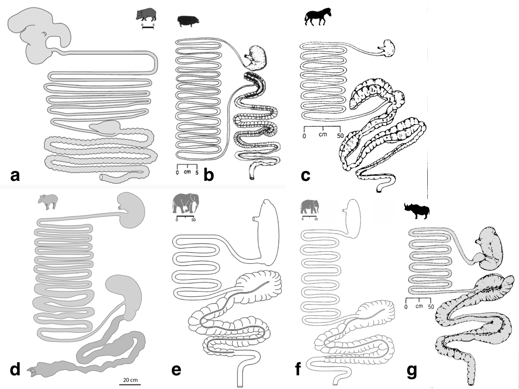 digestive_systems-001