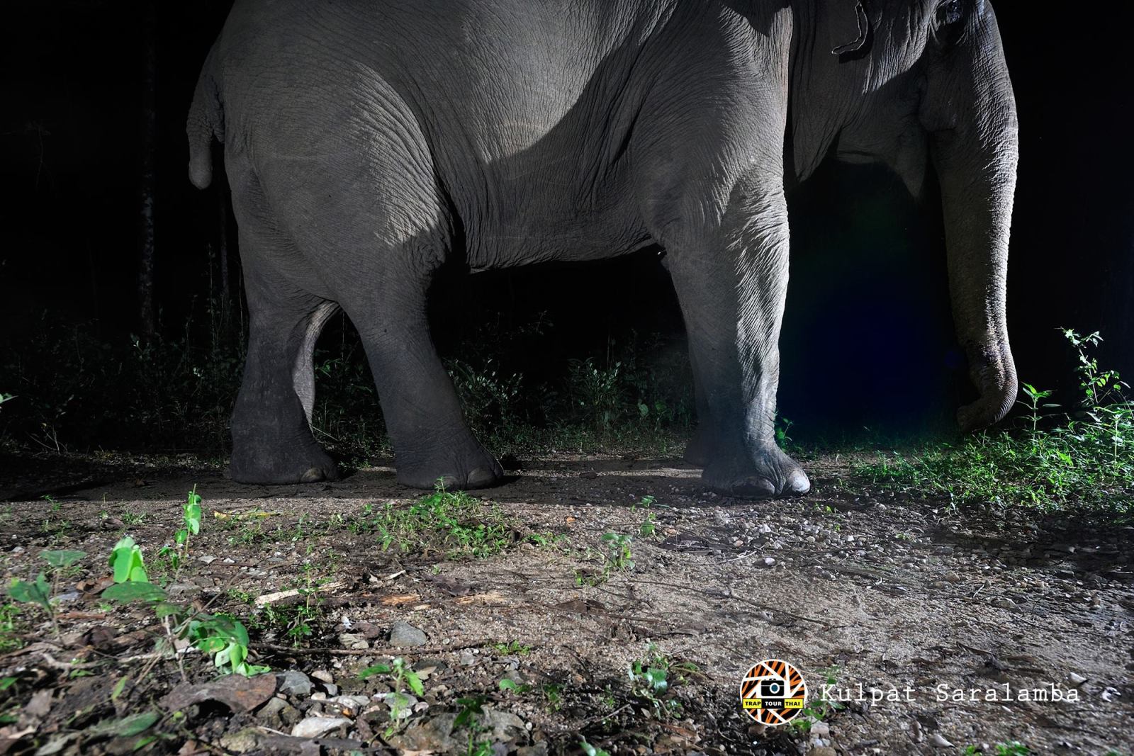 elephant