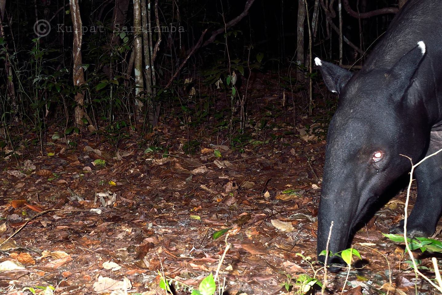 tapir