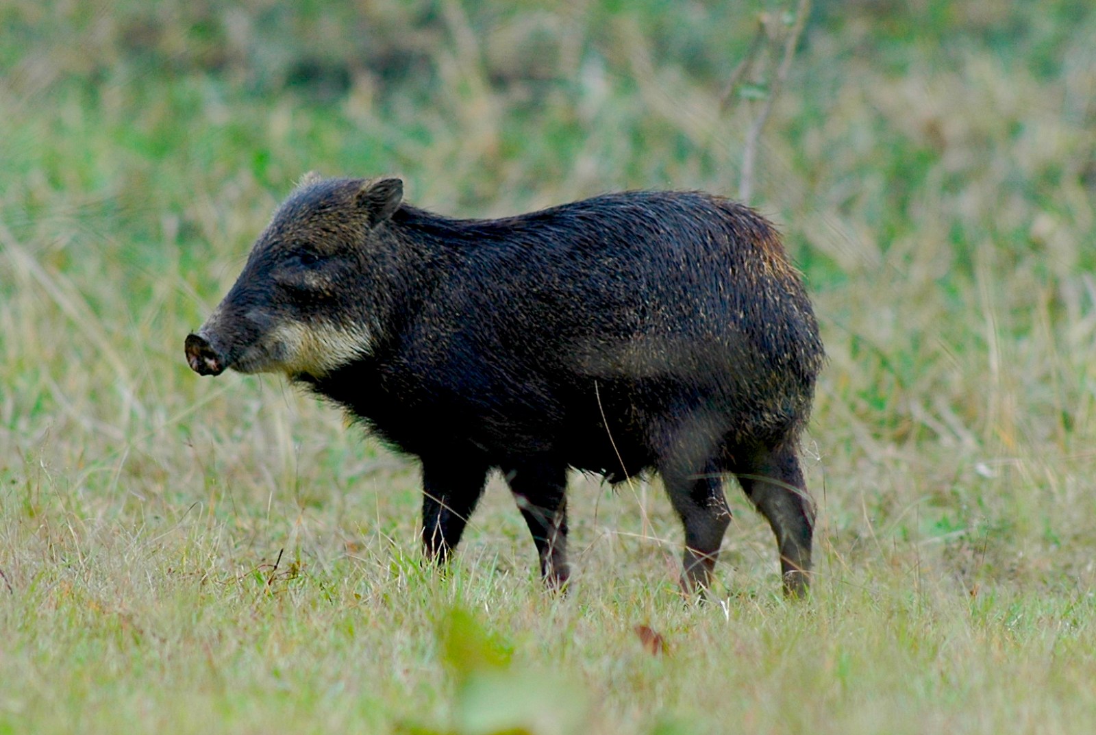 white_lipped_peccary