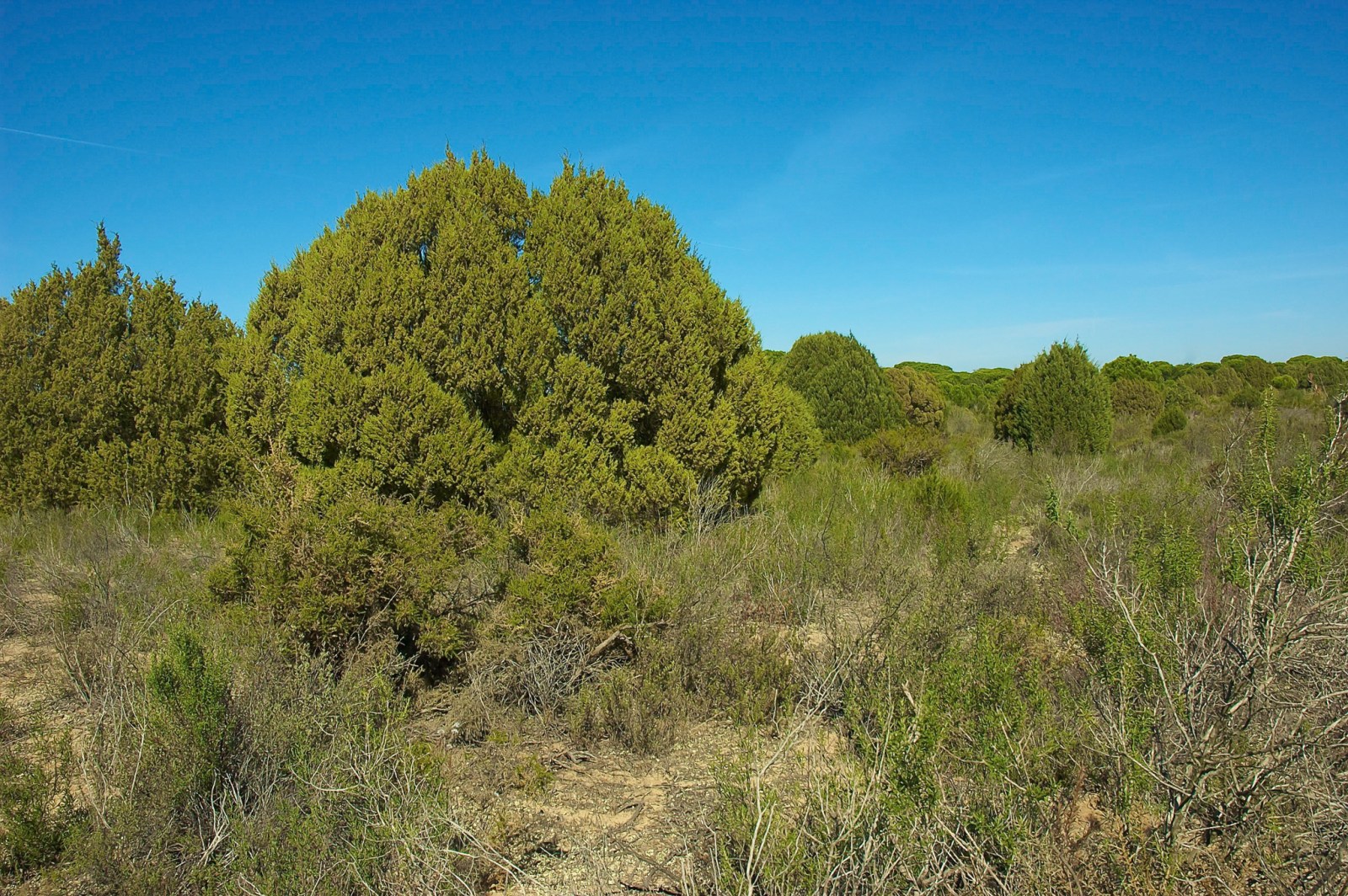 Junipers