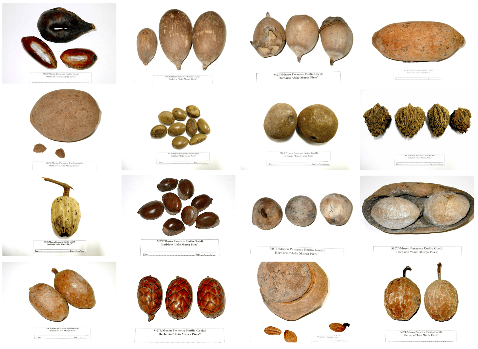 Seeds of fruits from megafauna-dependent plants