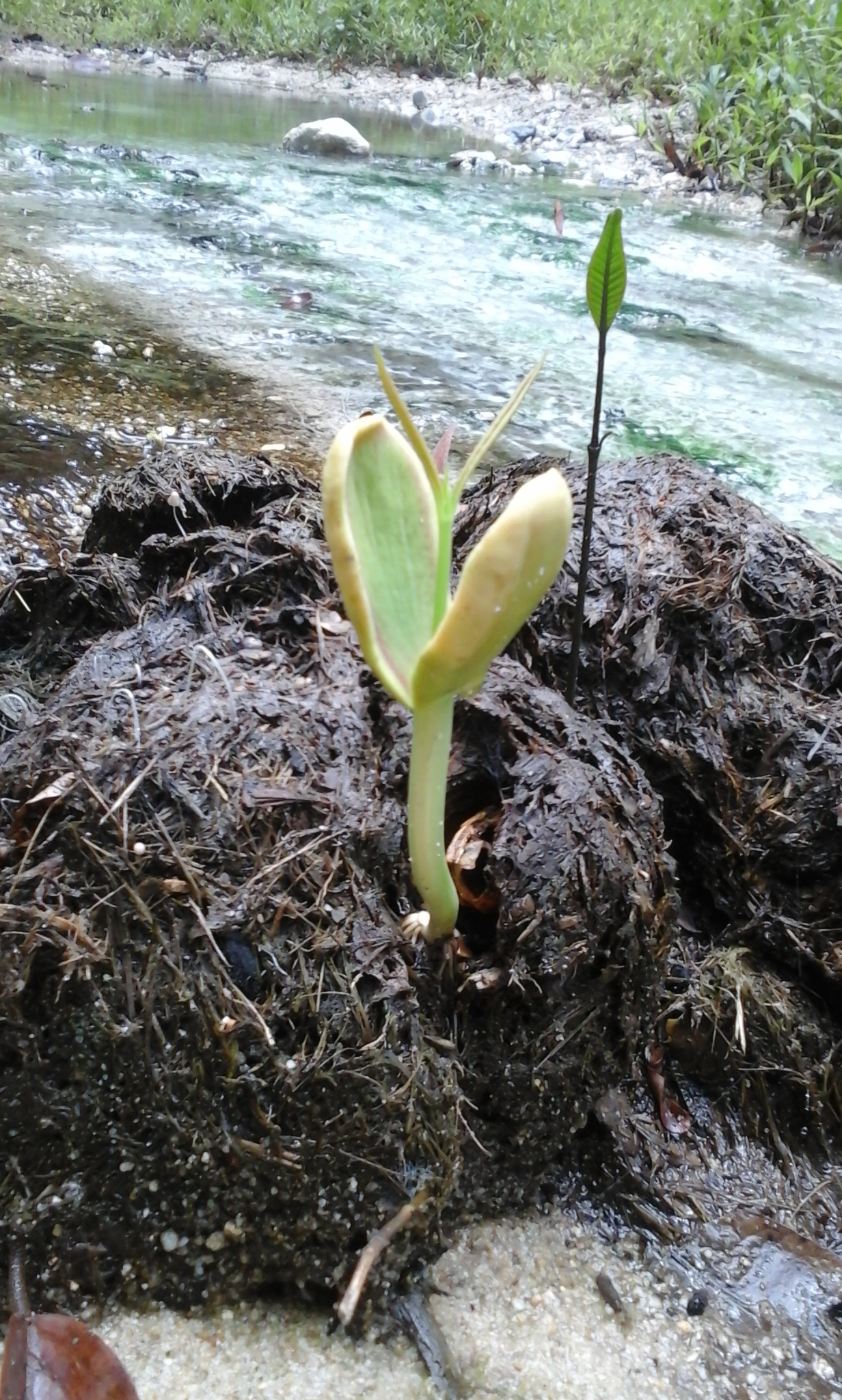 Merbau (ipil) seedling (Intsia bijuga, Fabaceae) germinating.