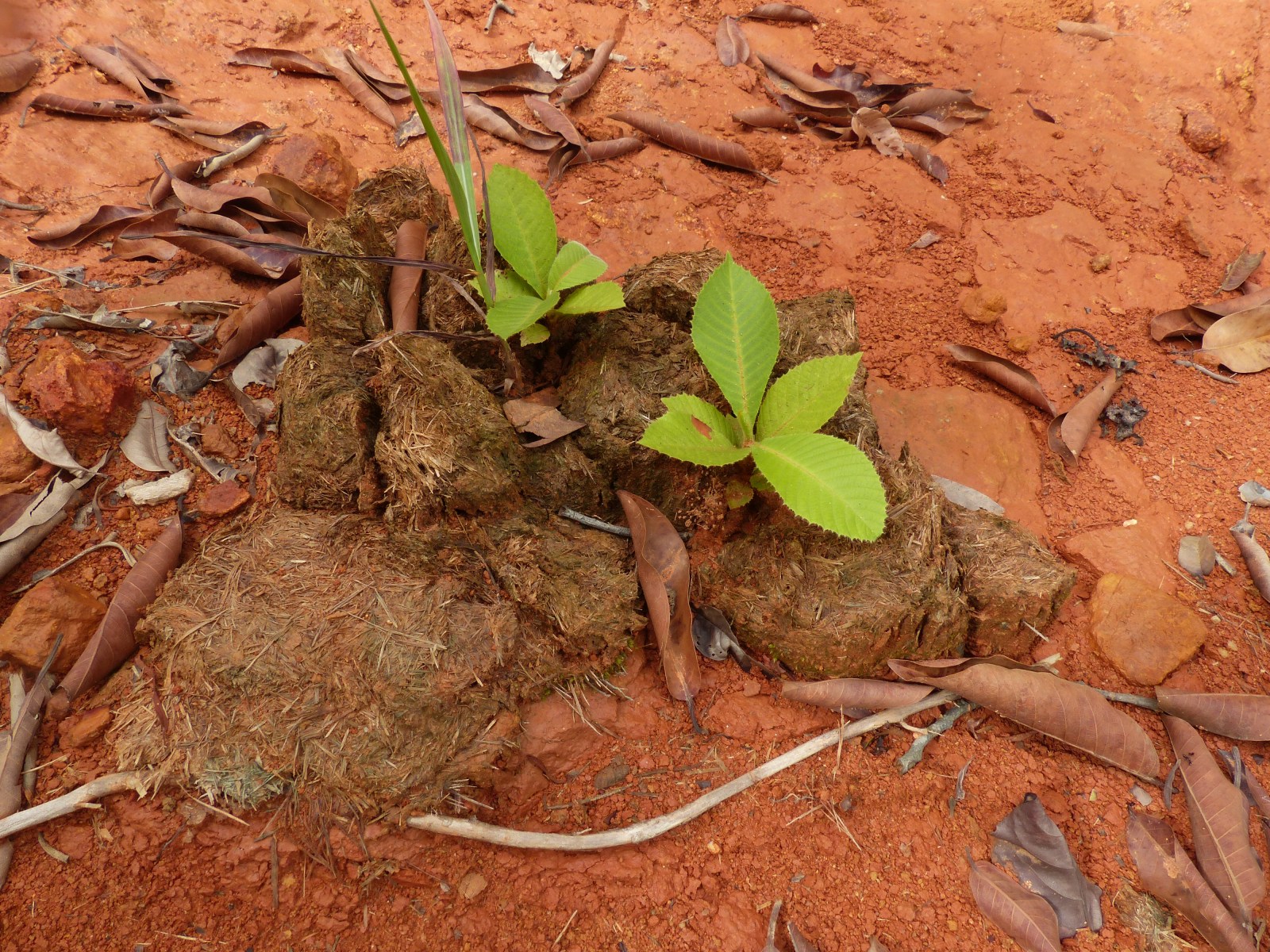 Sempoi's (elephant's apple) seedlings (Dillenia indica, Dilleniaceae).