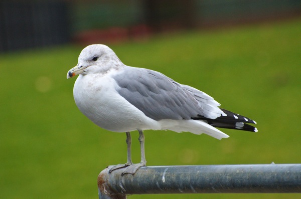 California gull Larus californicus 062