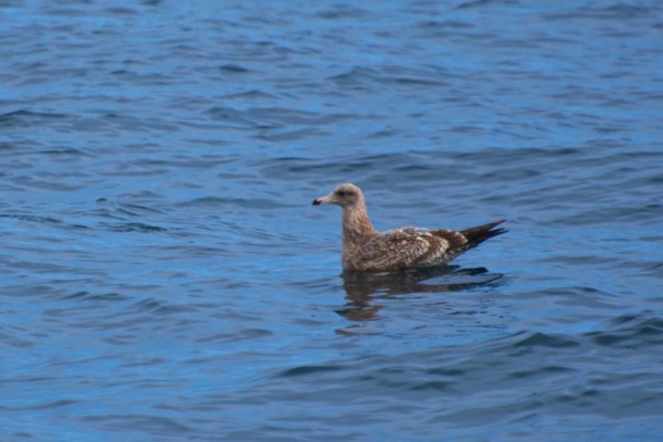California gull Larus californicus 2cy 6