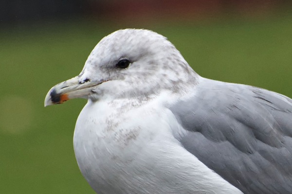 California gull Larus californicus 3cy  California gull Larus californicus 3cy