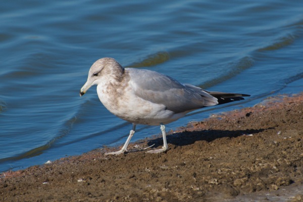 California gull Larus californicus 3cy