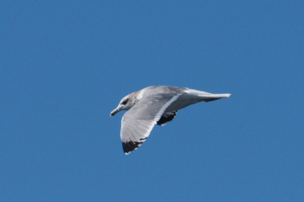 California gull Larus californicus 3cy 1