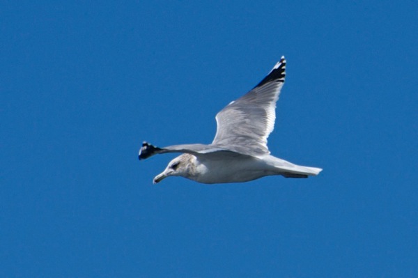 California gull Larus californicus 3cy 7