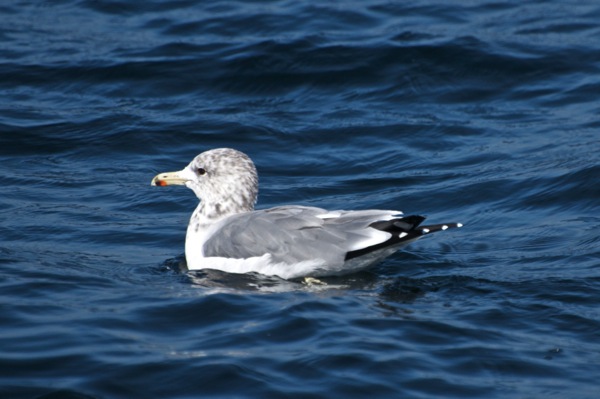 California gull Larus californicus Ad 1