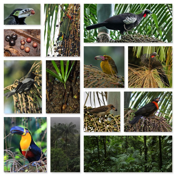 Palmito collage large