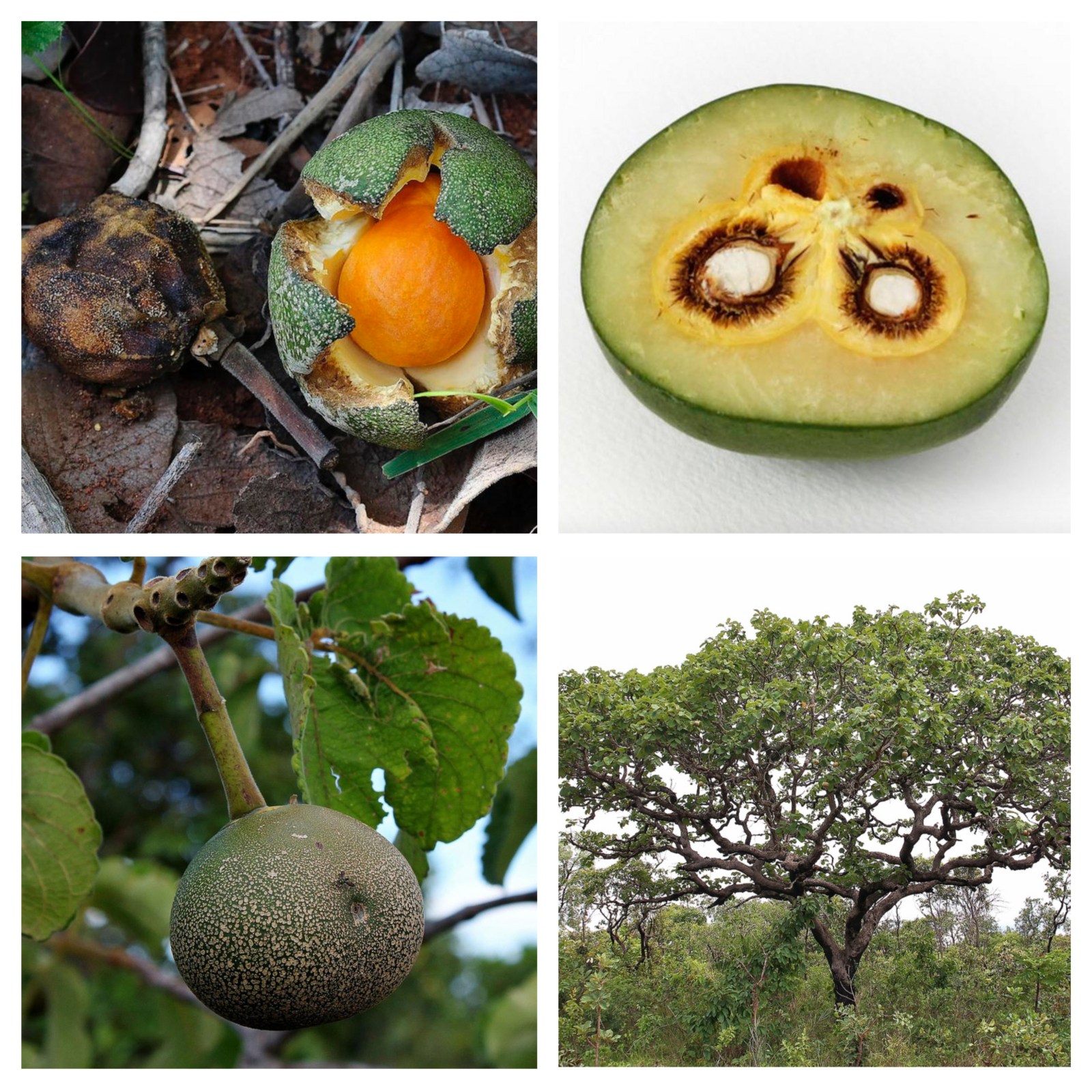 The pequi, Caryocar brasilense, is an example of a seed dispersal anachronism. The fruits (pequi, 