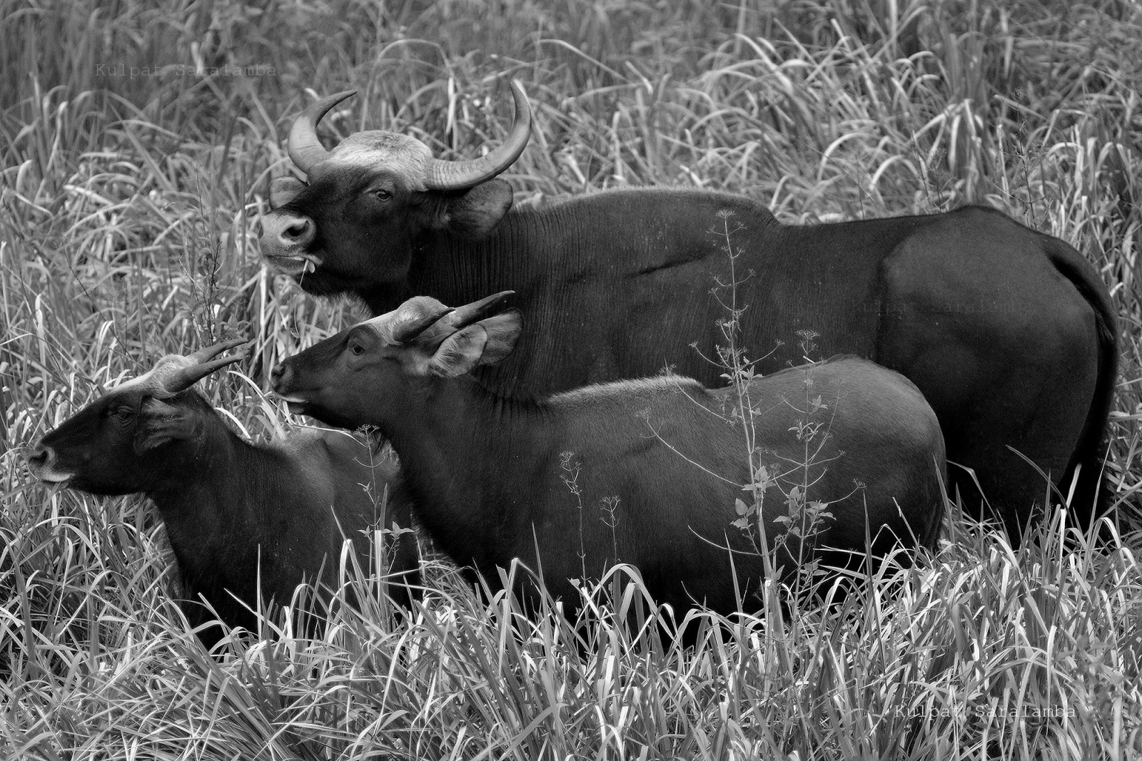 gaur3