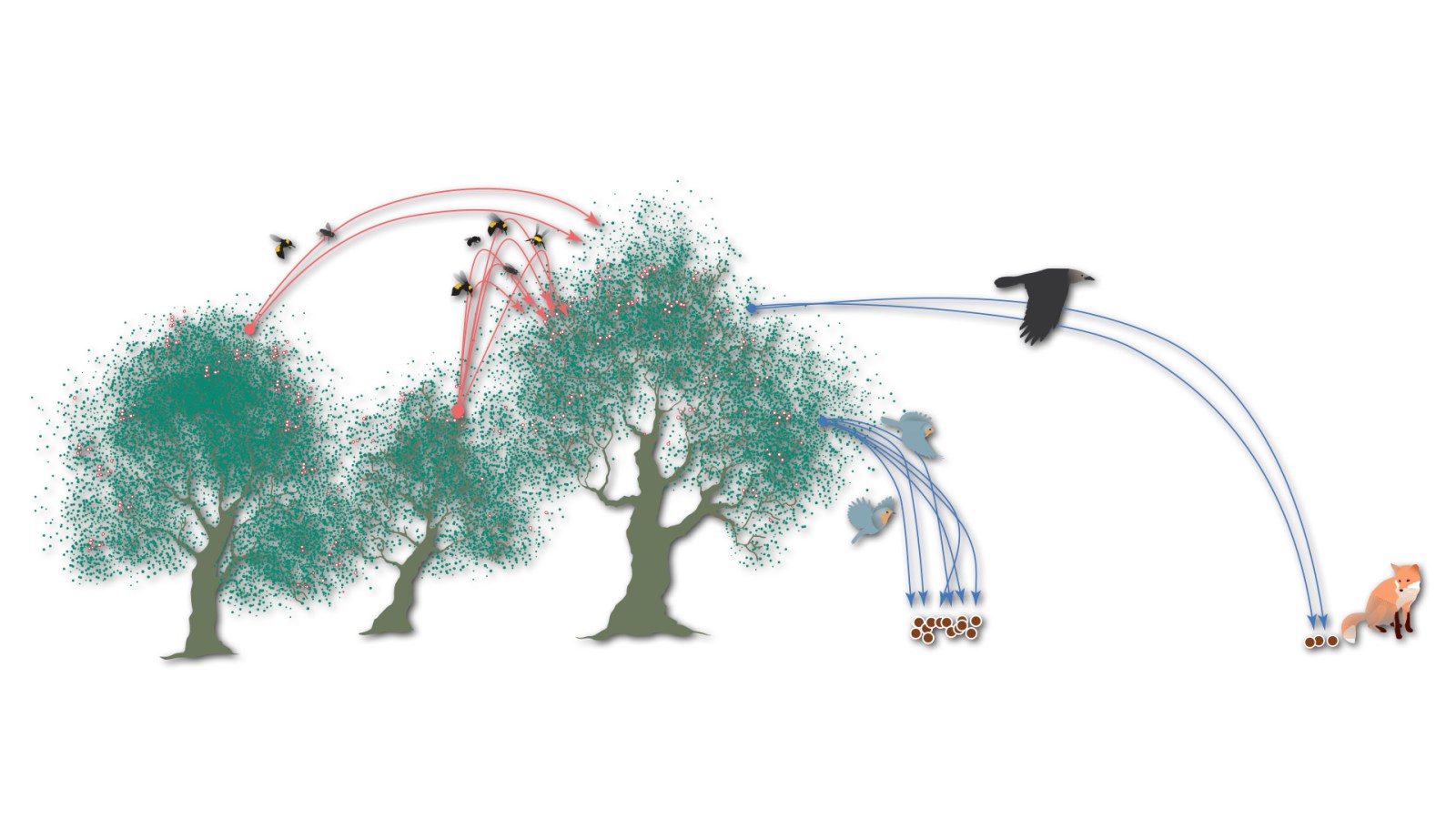 Long-distance dispersal