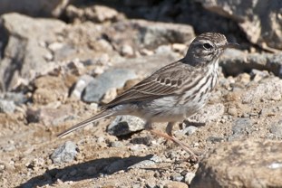 Berthelot's Pipit Anthus berthelotii Bisbita Caminero