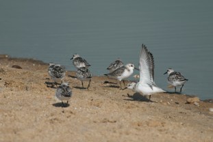 Sanderling Calidris alba Correlimos Tridáctilo