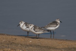 Sanderling Calidris alba Correlimos Tridáctilo