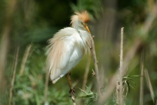 Cattle Egret Bubulcus ibis Garcilla Bueyera