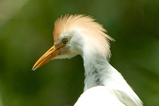 Cattle Egret Bubulcus ibis Garcilla Bueyera