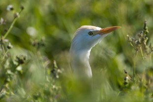 Cattle Egret (ibis) Bubulcus ibis ibis Garcilla Bueyera