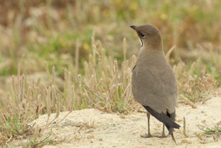 Collared Pratincole Glareola pratincola Canastera Común