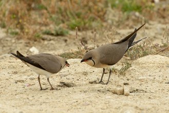 Collared Pratincole Glareola pratincola Canastera Común
