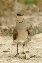 Collared Pratincole Glareola pratincola Canastera Común