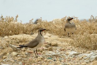 Collared Pratincole Glareola pratincola Canastera Común
