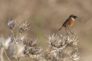 Stonechat (European) Saxicola rubicola Tarabilla común