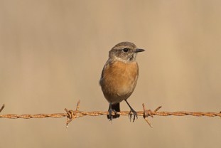 Stonechat (European) Saxicola rubicola Tarabilla común