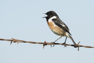 Whinchat Saxicola rubicola Tarabilla común