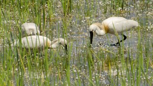 Eurasian Spoonbill Platalea leucorodia Espátula Común