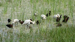 Eurasian Spoonbill Platalea leucorodia Espátula Común